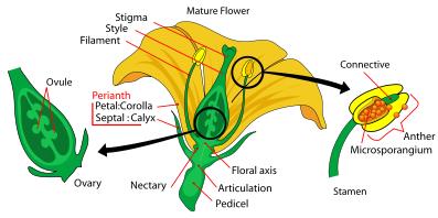 Parts of flower